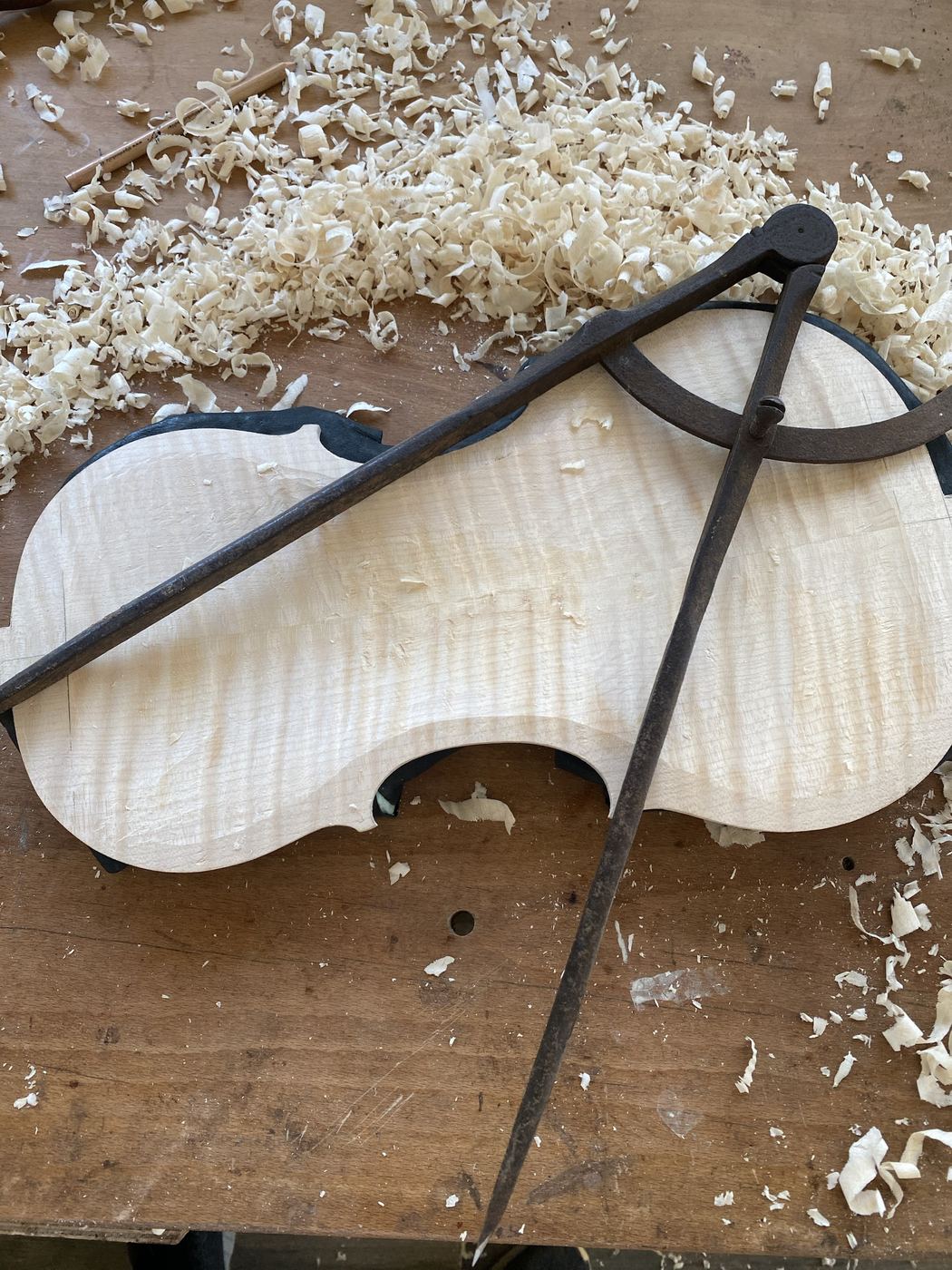 Viola maple back plate outlined and cut out, with dividers on the bench