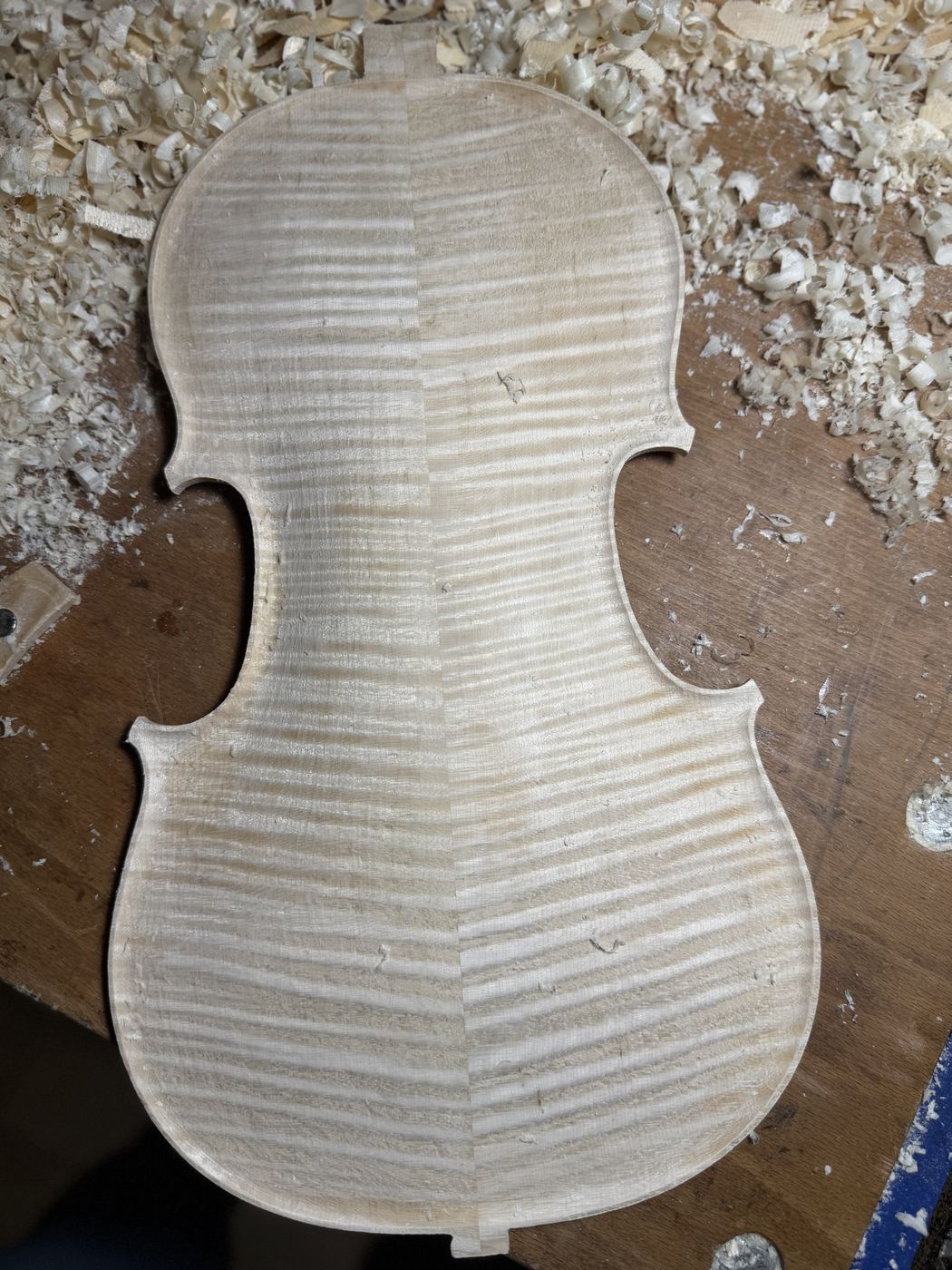 Viola maple back plate, arching finished in the white